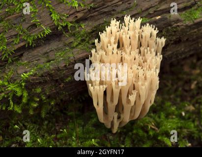 Funghi rari che crescono su un albero di muschio. Ramaria pulcherrima. Funghi rossi libro. Vista ravvicinata. Foto Stock