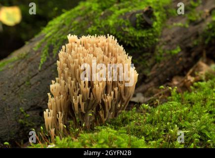 Funghi rari che crescono su un albero di muschio. Ramaria pulcherrima. Funghi rossi libro. Vista ravvicinata. Foto Stock