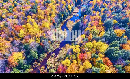 Vibrante ora d'oro per alberi di caduta antenna di un fiume tortuoso attraverso una foresta Foto Stock