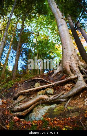 Alto albero bianco abbaiato con radici esposte e una foresta verde sullo sfondo e foglie morte alla sua base Foto Stock