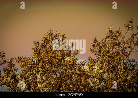 Foglie d'oro d'autunno con un cielo brunastro Foto Stock