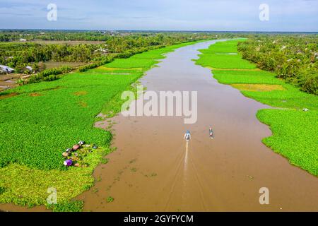 Area specializzata nella coltivazione di giacinto d'acqua per fare artigianato a Hau Giang, Foto Stock