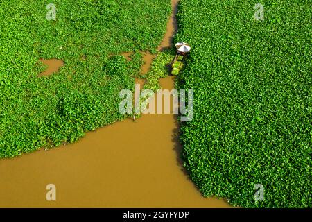 Area specializzata nella coltivazione di giacinto d'acqua per fare artigianato a Hau Giang, Foto Stock