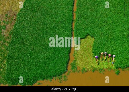 Area specializzata nella coltivazione di giacinto d'acqua per fare artigianato a Hau Giang, Foto Stock