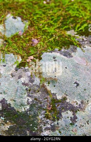 Muschio coperto terreno con piccole rocce e licheni neri Foto Stock