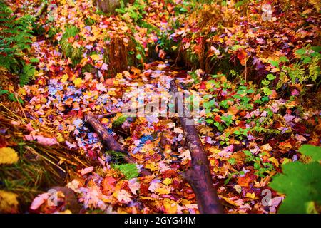 Foresta con foglie di caduta a terra con piante verdi e bastoni decadenti Foto Stock