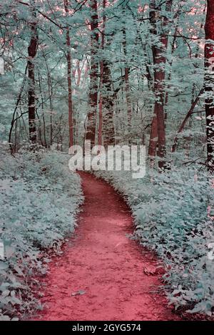 Una foresta a infrarossi con un sentiero rosso e alberi di teal Foto Stock