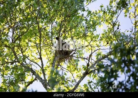 L'aquilone del Mississippi (Ictinia mississippiensis) guarda fuori e scampando mentre guardie il suo nido Foto Stock