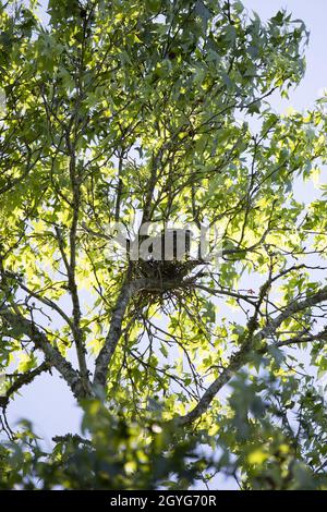 L'aquilone del Mississippi (Ictinia mississippiensis) che guarda intorno mentre guardie il relativo nido Foto Stock