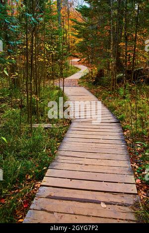 Tortuoso sentiero forestale in legno con alberi alti e sottili durante la caduta Foto Stock