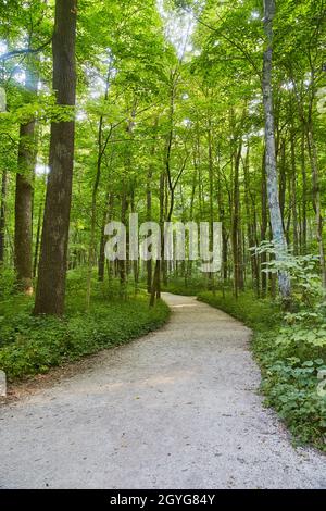 Semplice sentiero forestale conduce in un'area boschiva verde Foto Stock
