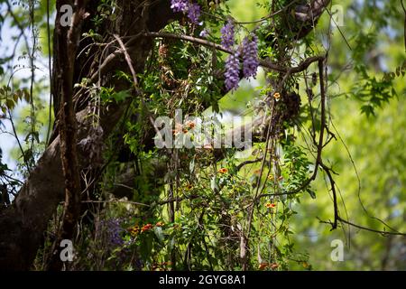 Viti a tromba (Campsis Radicans) appese ad un albero con glicine (Wisteria) appese sullo sfondo Foto Stock