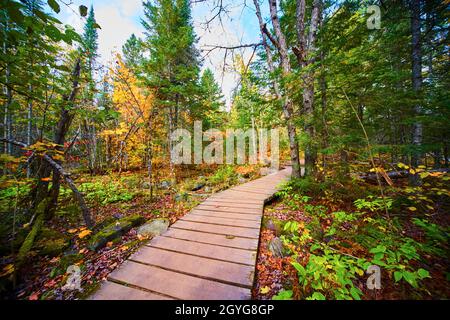 Passerella in legno attraverso la foresta verde e gialla con piccoli arbusti nelle vicinanze Foto Stock