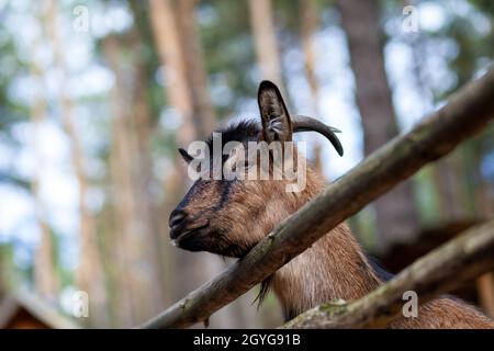 Una capra cornuta si affaccia attraverso una recinzione di legno. L'animale chiede cibo ai visitatori. Angolo rurale. Foto Stock