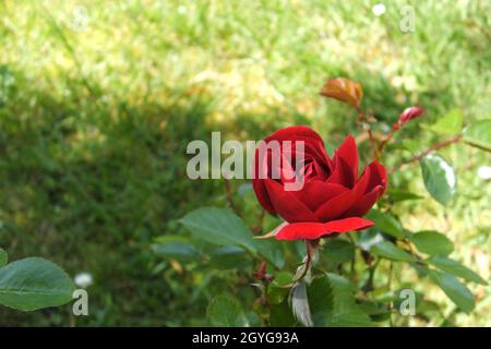 Una sola rosa rossa minitura all'inizio della primavera. Foto Stock