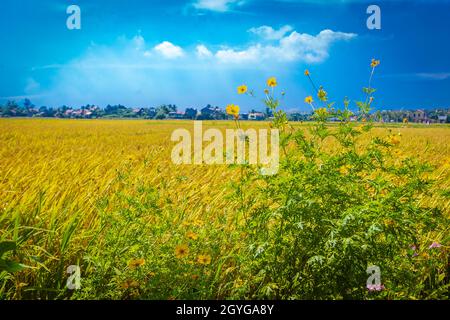 Vista sul campo di riso Hoi An da un caffè nelle risaie. Foto Stock