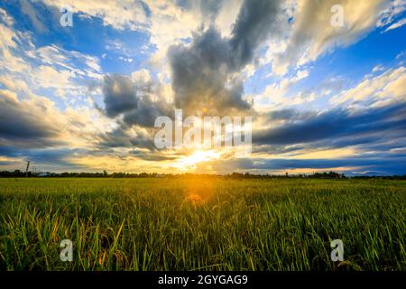 Tanti campi di riso nella piccola città turistica di Hoi An, Vietnam. Spettacolari formazioni nuvolose su questo tramonto. Foto Stock