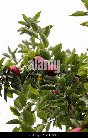 Zucca Patch Apple Orchard caduta colori Halloween Thanksgiving Foto Stock