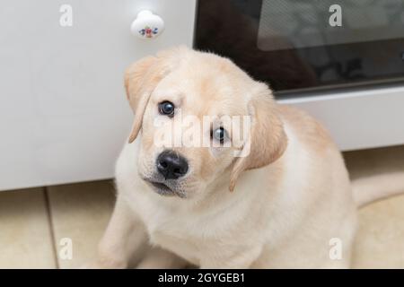 Immagine di un piccolo cucciolo bianco di Labrador seduto in cucina in attesa di qualcosa da mangiare. Anticipazione nei suoi occhi. Foto Stock