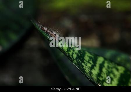 Primo piano vista frontale di Hairy Gypsy Moth Caterpillars strisciando su una foglia isolata Foto Stock