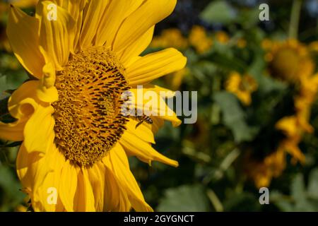 Ape si avvicina a un girasole in un giorno di estate brillante. Foto Stock