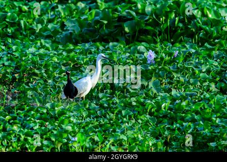 Grande Egret bianco e jacana alata di bronzo, Un bel colpo di vita illuminante vissuto in gran parte sull'ala e l'acqua!! Foto Stock