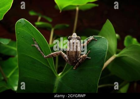 Immagine macro grandangolare con diffusore flash di una bella rana seduta su una foglia nel suo habitat naturale Foto Stock