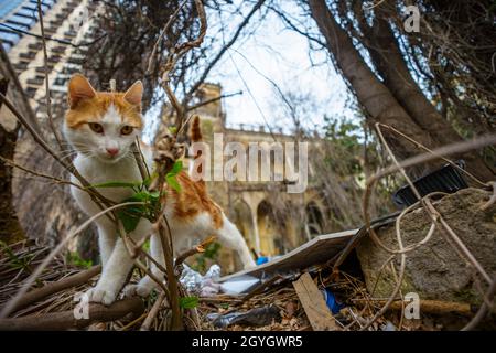 LIBANO, BEIRUT, ZOKAK EL-BLAT, CAT DAVANTI AL QASR ZIAD? NEL DISTRETTO DI ZOKAK EL-BLAT Foto Stock