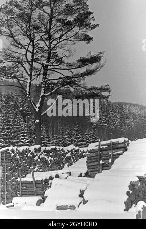 Ein zugeschneiter Stapel Brennholz vor einem Baum, Deutschland 1930er Jahre. Una nevicata nel mucchio di legna da ardere nella parte anteriore di un albero, Germania 1930s. Foto Stock