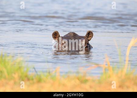 Ippopotamo (Ippopotamo anfibio), ritratto del volto. Okavango Delta, Botswana, Africa Foto Stock