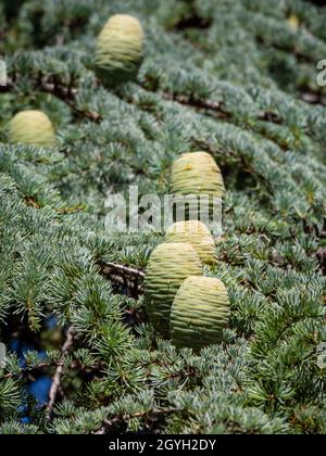 Coni di cedro non maturi Foto Stock