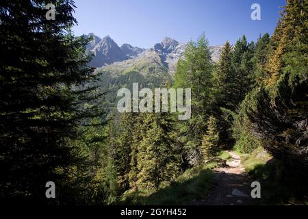 Pinete e cime nelle Alpi dello Stubai, Austria Foto Stock