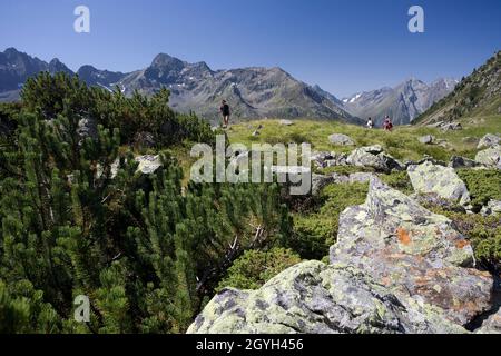 Pinete e cime nelle Alpi dello Stubai, Austria Foto Stock