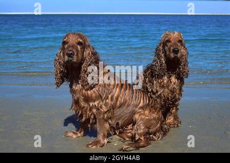 Coppia di cani bagnati inglesi Cocker Spaniel sulla spiaggia con il Golfo Persico sullo sfondo, Abu Dhabi, Emirati Arabi Uniti Foto Stock