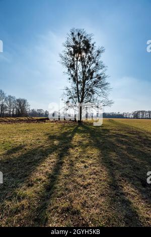 Prateria primaverile con albero isolato, foresta sullo sfondo e cielo limpido con sole - CHKO Poodri tra Polanka nad Odrou e Kosatka in CZE Foto Stock