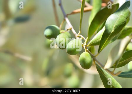 primo piano su olivicoltura fresca in un ramo dell'albero Foto Stock