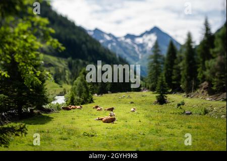 Mucche brune riposate su un pascolo verde, nuvoloso giorno d'estate, alpi nel Tirolo Orientale (Austria) Foto Stock