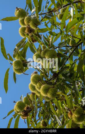Castagno Castanea sativa frutta matura su un ramo Foto Stock