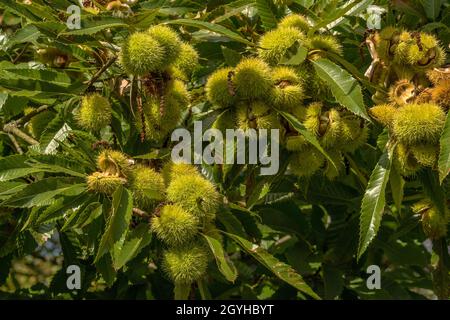 Castagno Castanea sativa frutta matura su un ramo Foto Stock