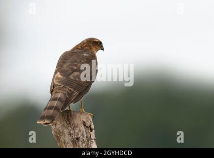 Un giovane e selvaggio Eurasion Sparrowhawk (Accipiter nisus) scansiona i suoi dintorni per la preda potenziale, Warwickshire Foto Stock
