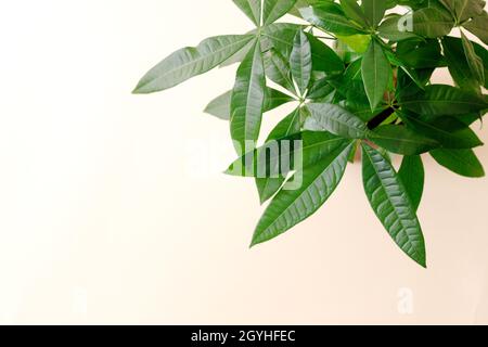 Una pianta di 'Money Tree' (Pachira Aquatica). Verde pachira aquatica foglie su sfondo beige. Foto Stock