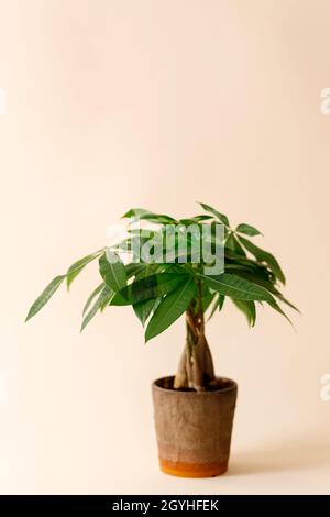 Una pianta di 'Money Tree' (Pachira Aquatica). Verde pachira aquatica foglie su sfondo beige. Foto Stock