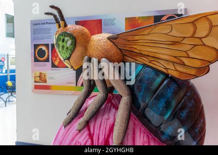 Bee-yond aspettative scultura, simbolo storico di Manchester nato di industria dal 1842, come esposto nell'atrio del MREH. Foto Stock