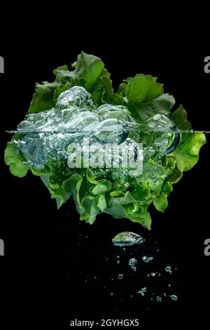 Testa verde e verde fresca di lattuga che galleggia in acqua pulita e limpida con bolle d'aria intrappolate su uno sfondo nero in una vista concettuale sopra e sotto Foto Stock