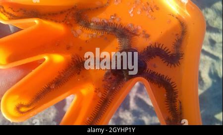 Le stelle marine marroni si trovano nella muffa di sabbia arancione Foto Stock