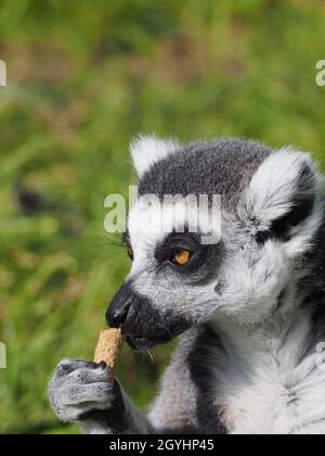 Allan il lemure dell'anello ha inchiodato al suo trattamento Foto Stock