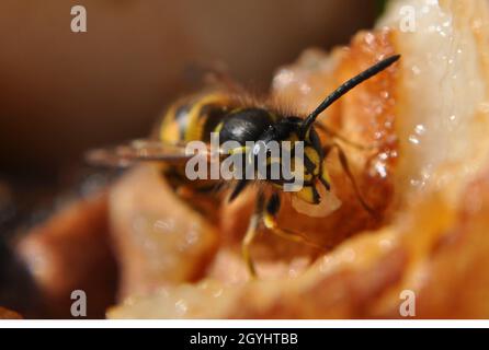 Vespola comune (Vespola vulgaris) che mangia una pera marcio alla fine di settembre Foto Stock