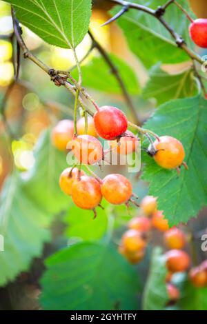 Bacche e foglie d'arancia su rami spinoso biancospino o mela di prora Crataegus, biancospino singleseed. Immagine verticale Foto Stock