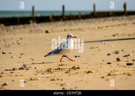 Gabbiano a testa nera (Chromicocephalus ridibundus) camminando sulla sabbia con sfondo sfocato di mare e groyne, spiaggia Mundesley. Foto Stock