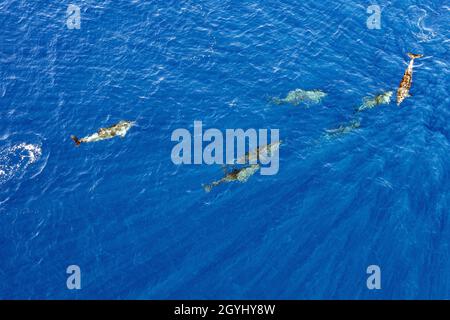 Delfini tursiopi in blu vista aerea dell'oceano drone Foto Stock